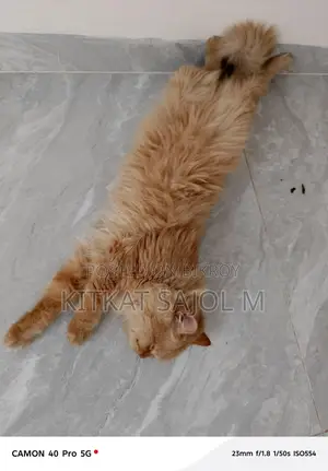 Traditional Persian Cat