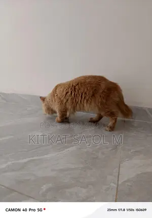 Traditional Persian Cat
