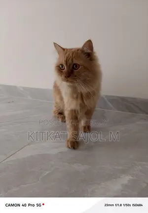 Traditional Persian Cat