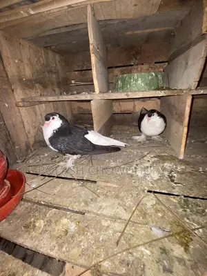 সিরাজী কবুতর