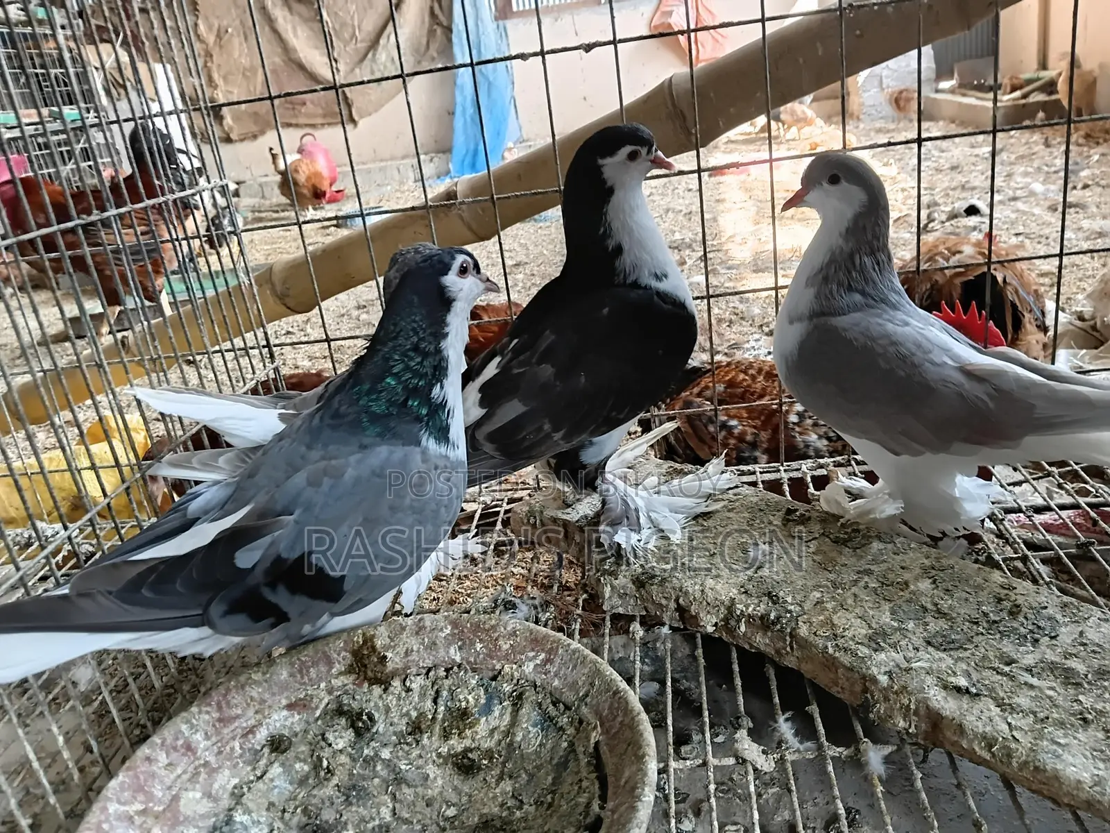 সিরাজি কবুতর