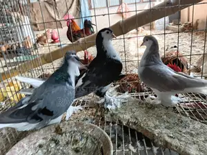সিরাজি কবুতর