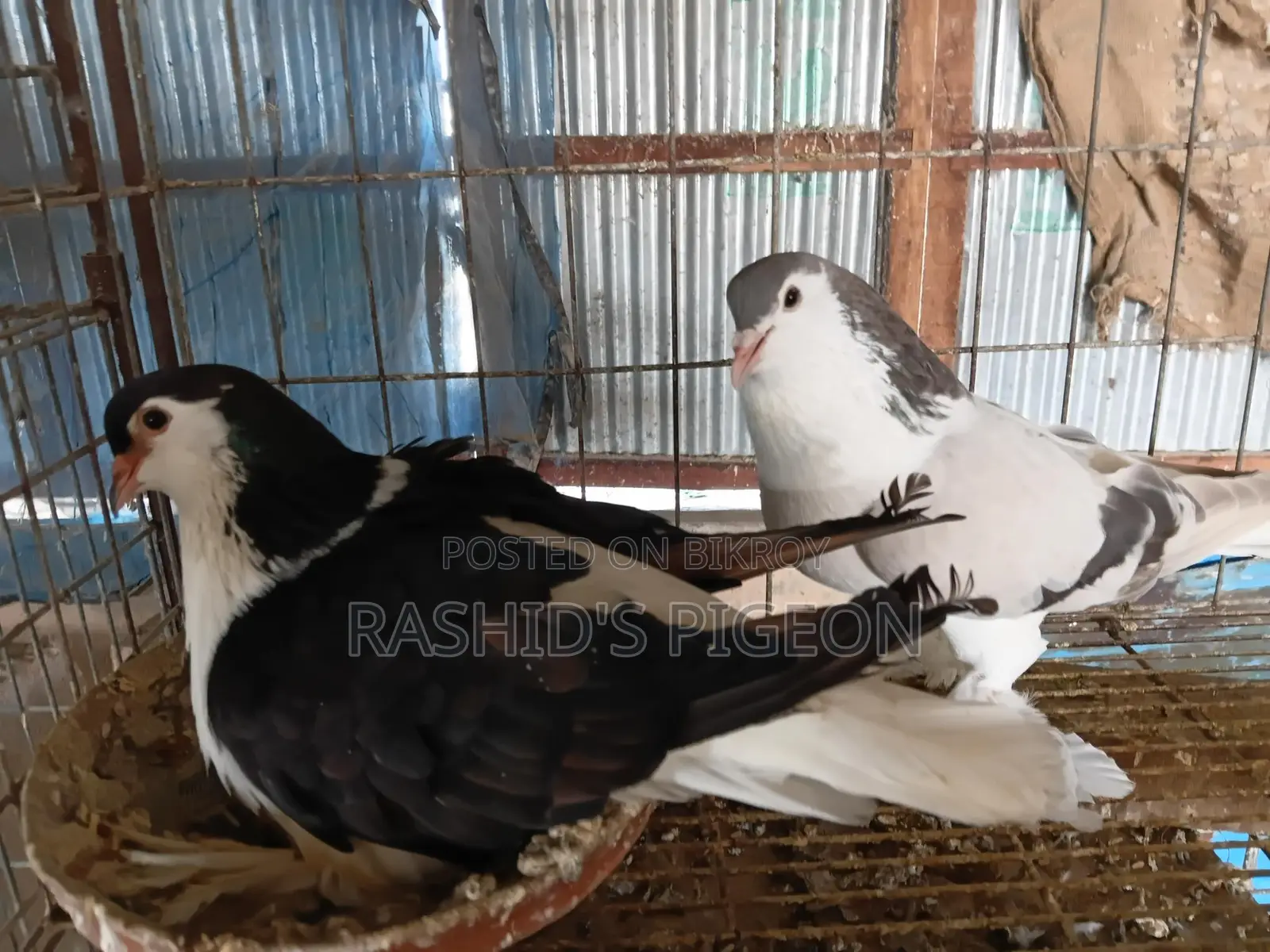 সিরাজি কবুতর