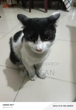 Mixed Persian Cat