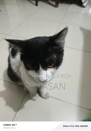 Mixed Persian Cat