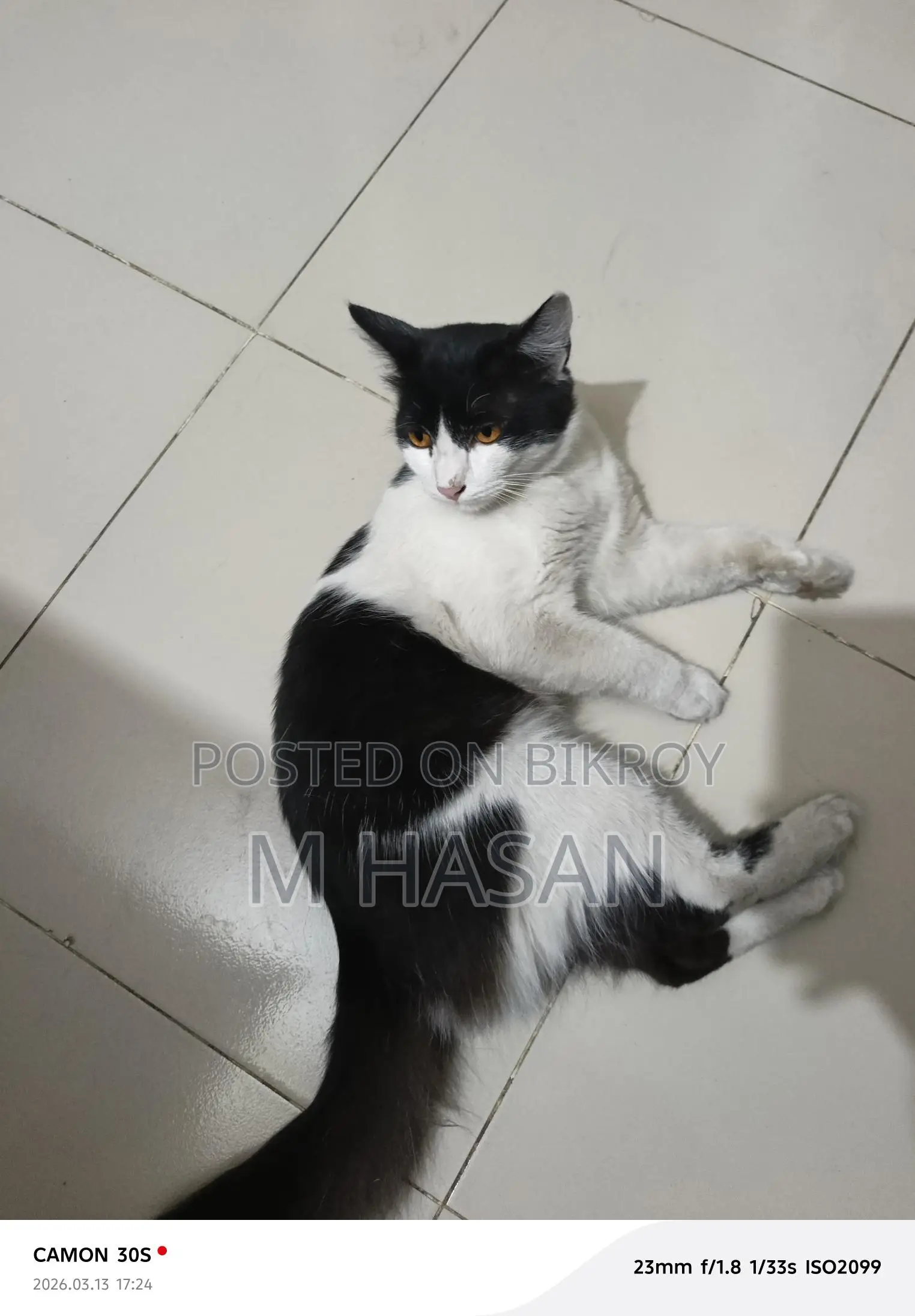 Mixed Persian Cat