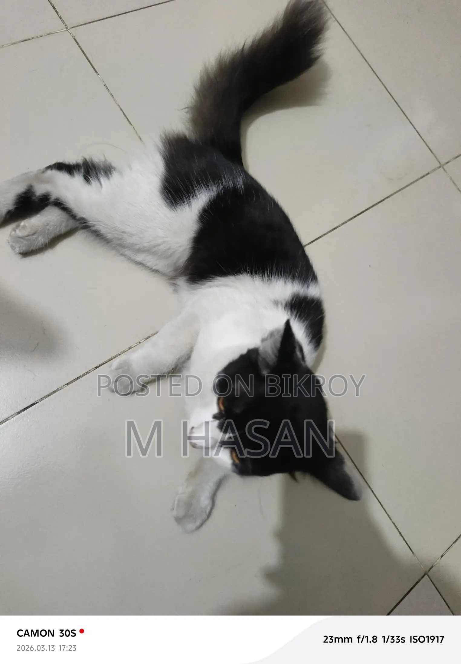 Mixed Persian Cat