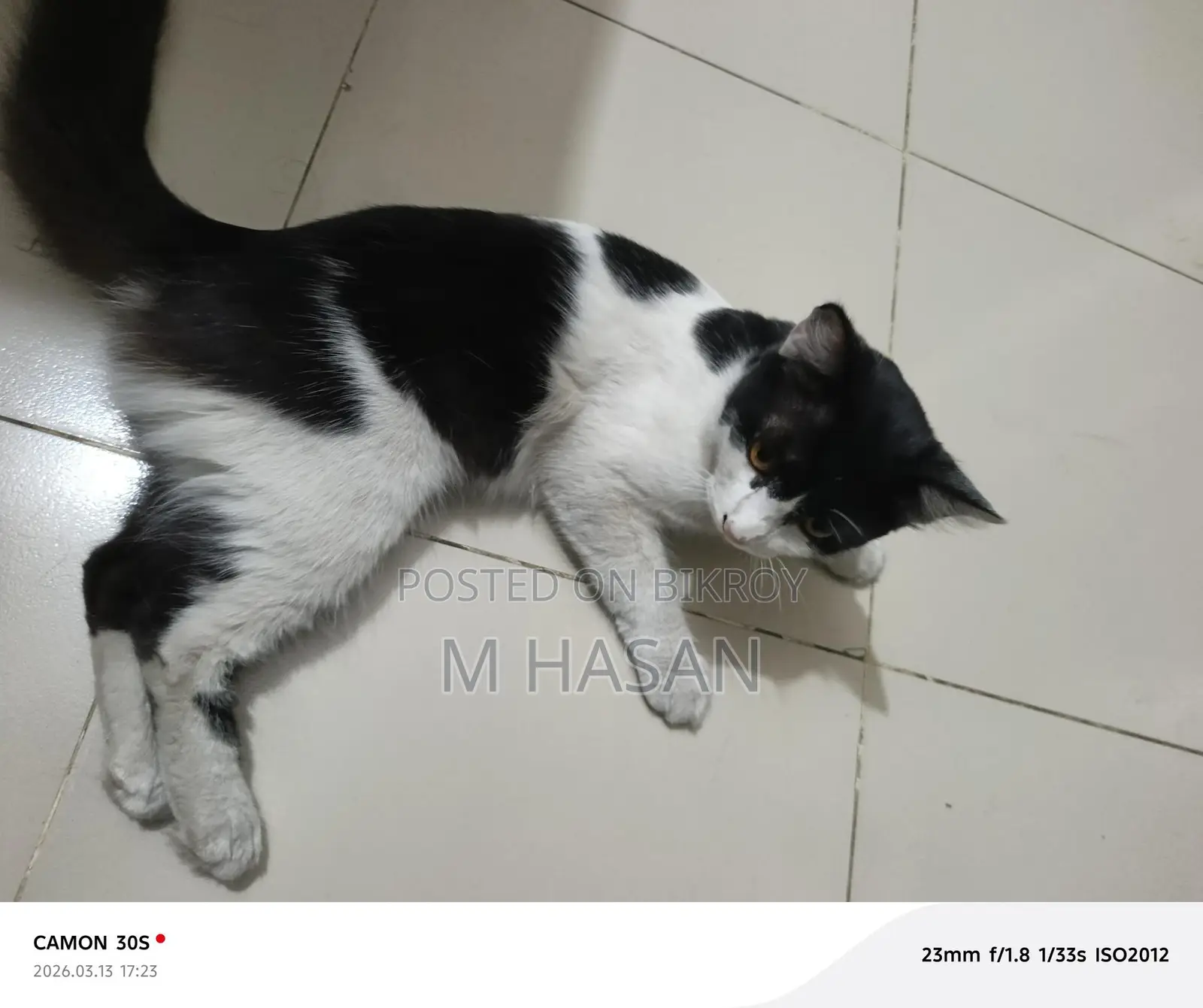 Mixed Persian Cat