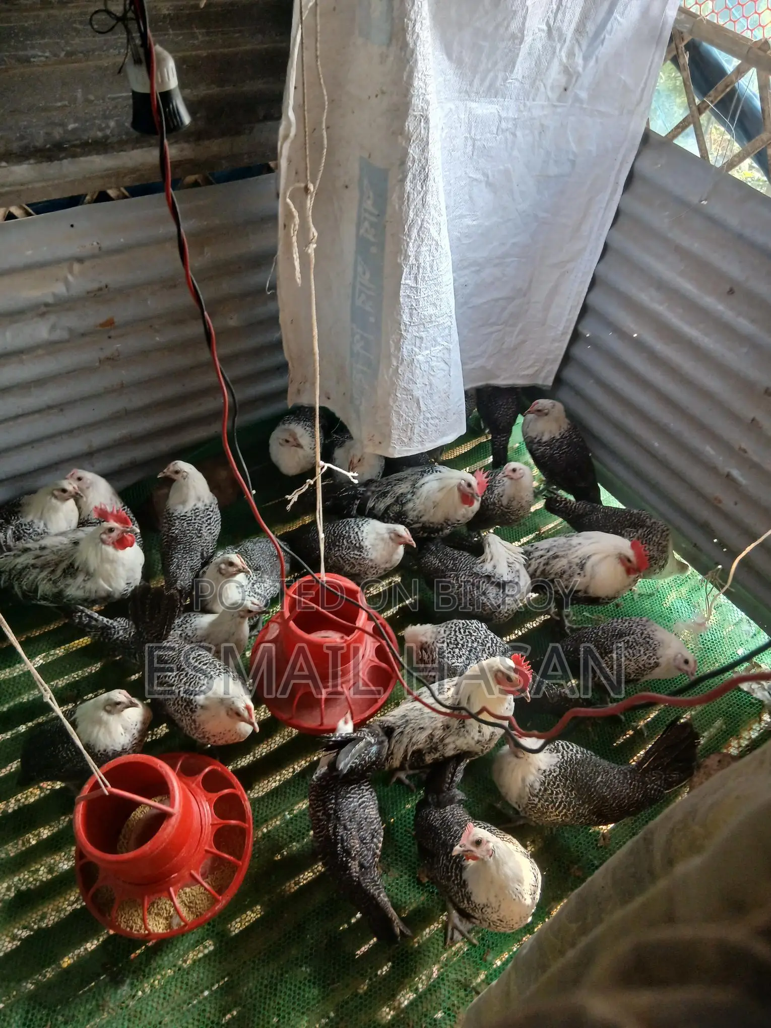 Fayoumi Chicken