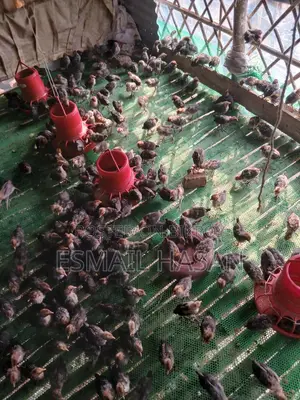 Fayoumi Chicken