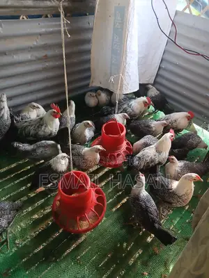 Fayoumi Chicken