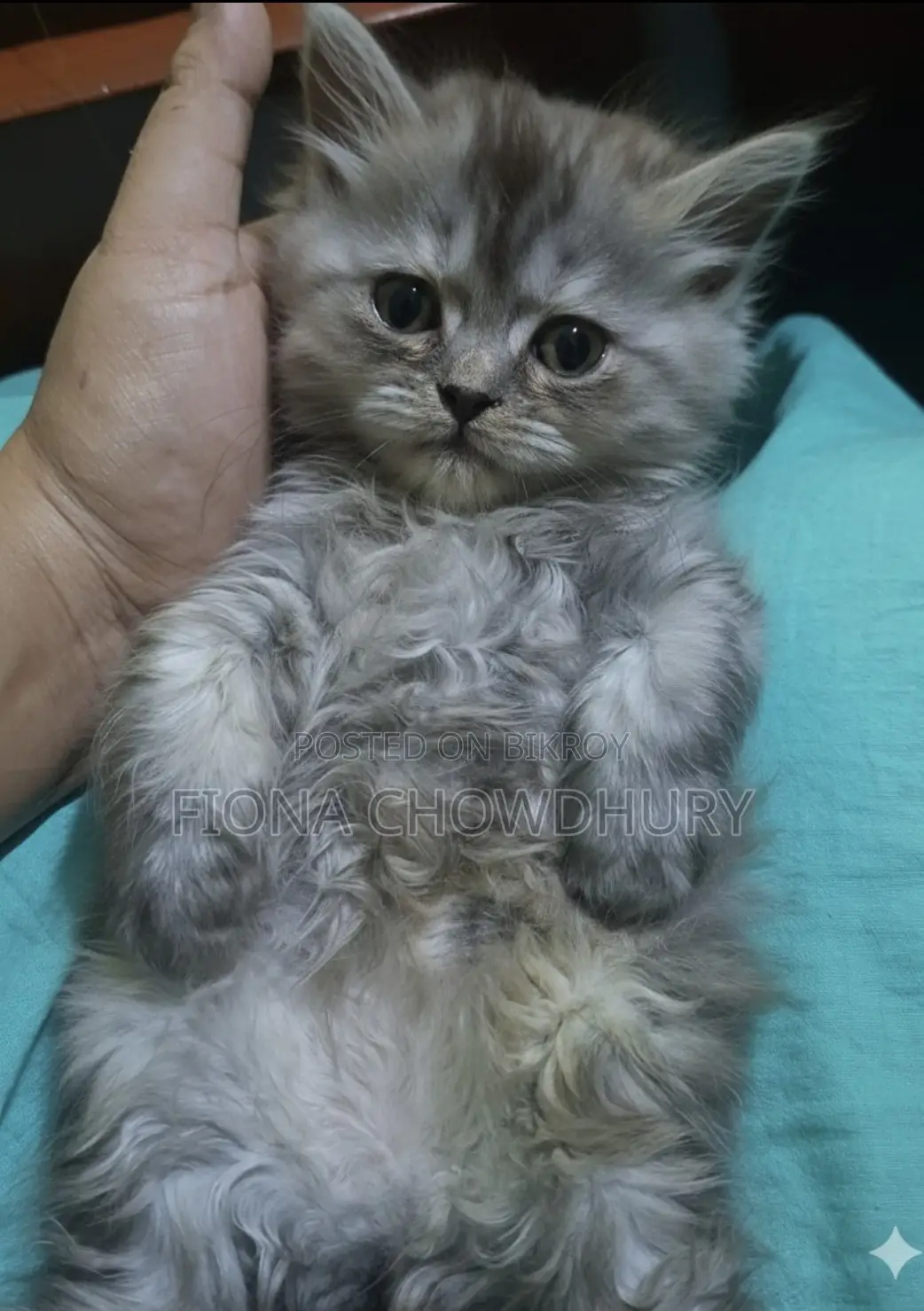 Pure Persian Kitten