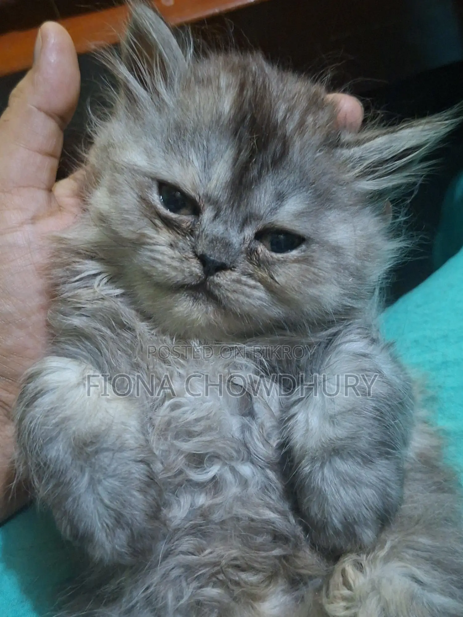 Pure Persian Kitten