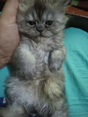 Pure Persian Kitten