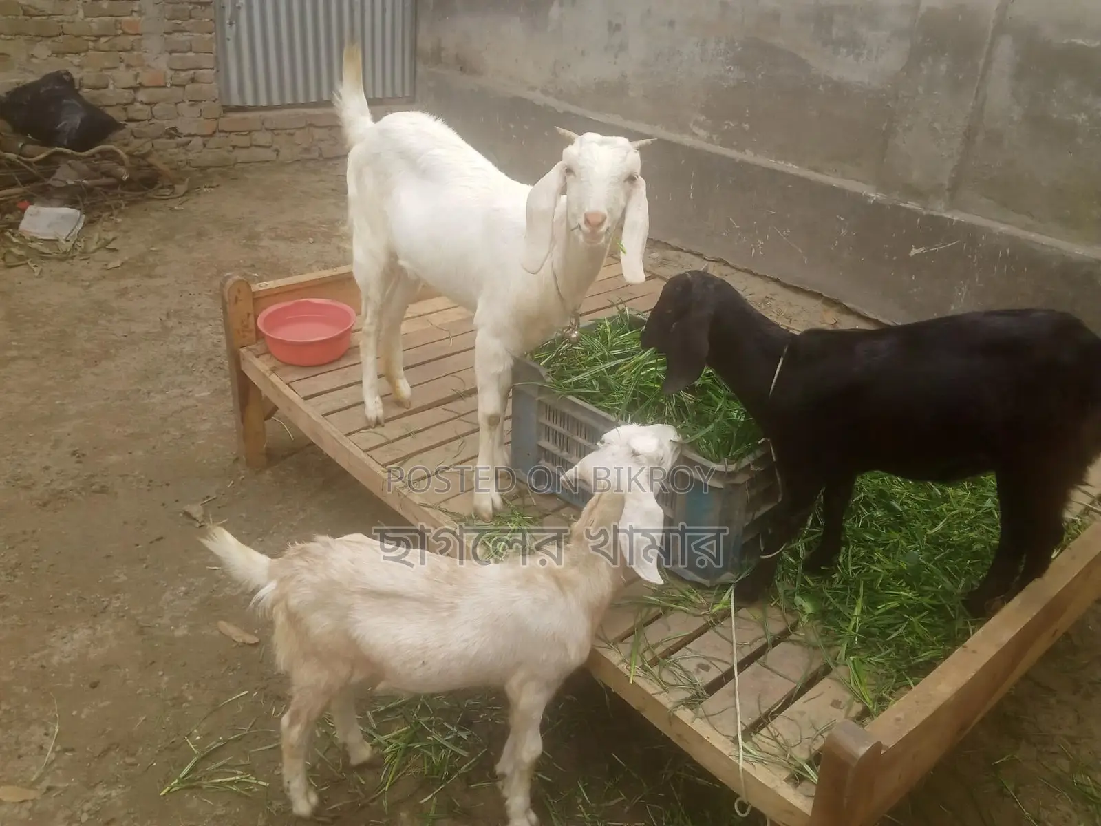 Good Breed Ram Goat