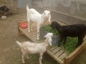 Good Breed Ram Goat