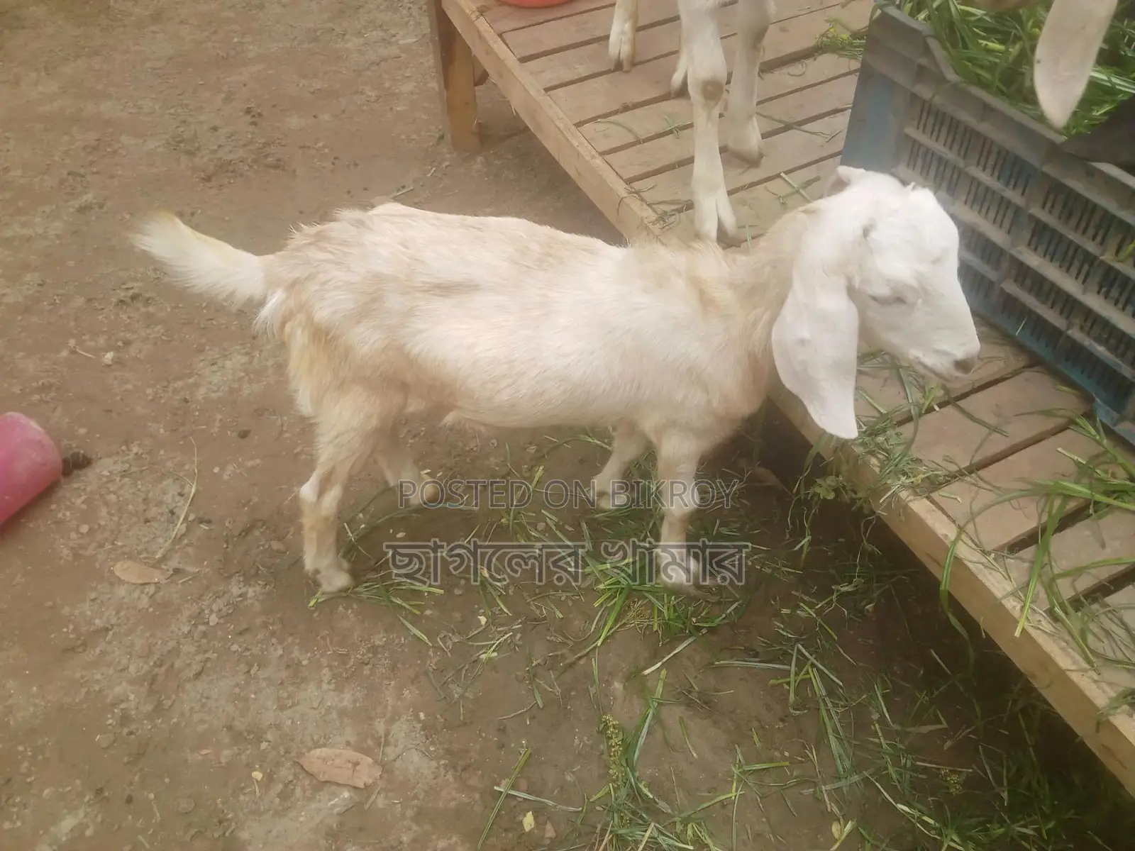 Good Breed Ram Goat