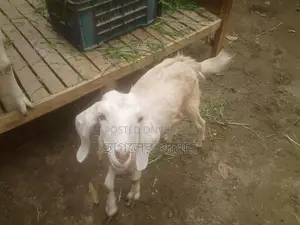 Good Breed Ram Goat