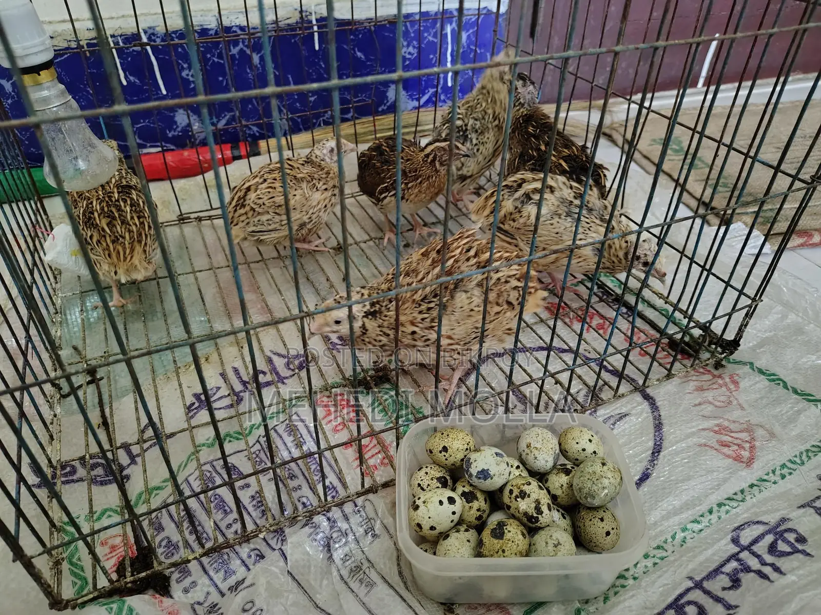 Quail birds with cage.