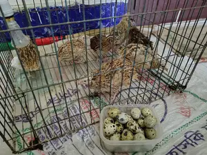 Quail birds with cage.