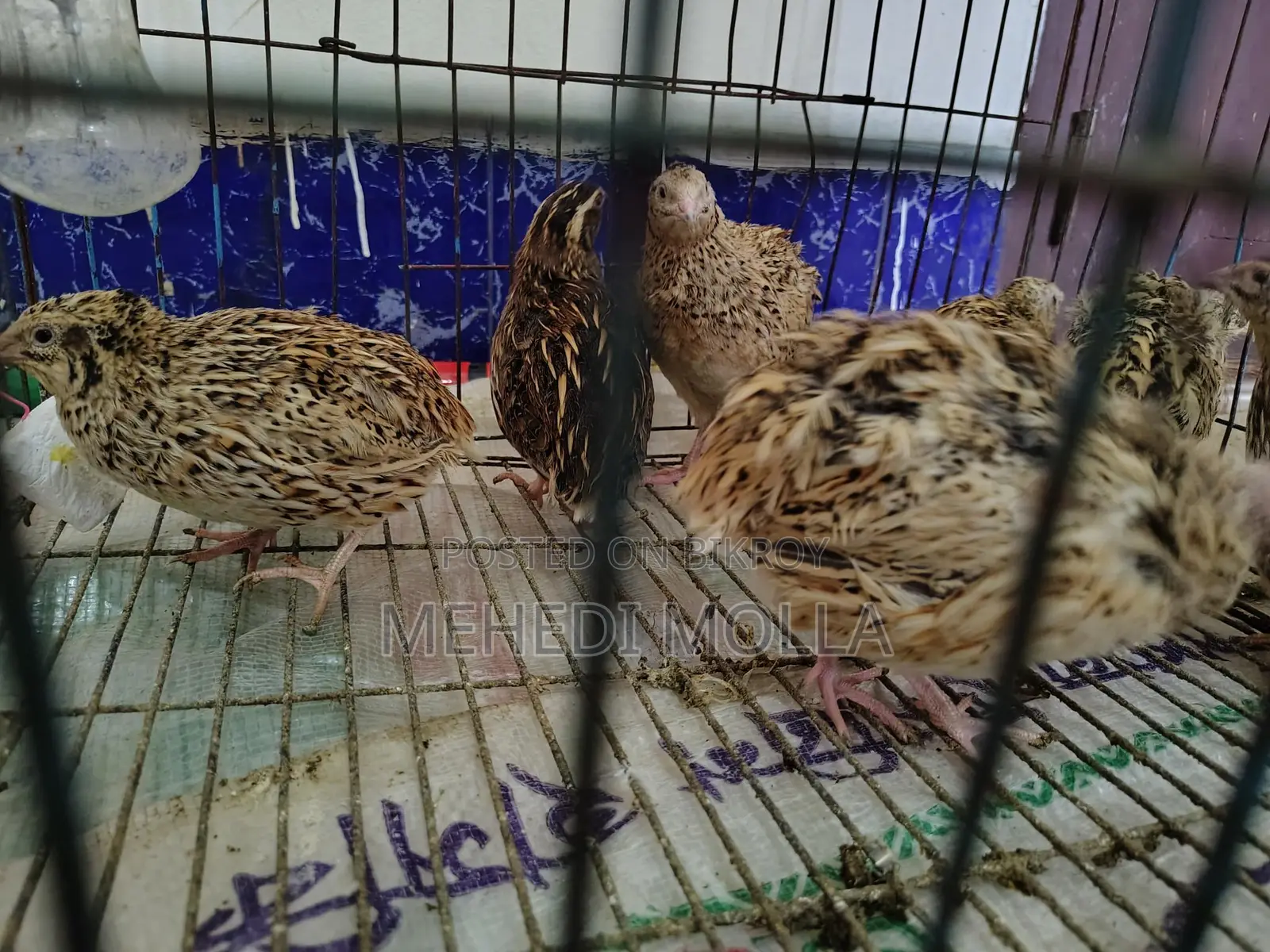 Quail birds with cage.