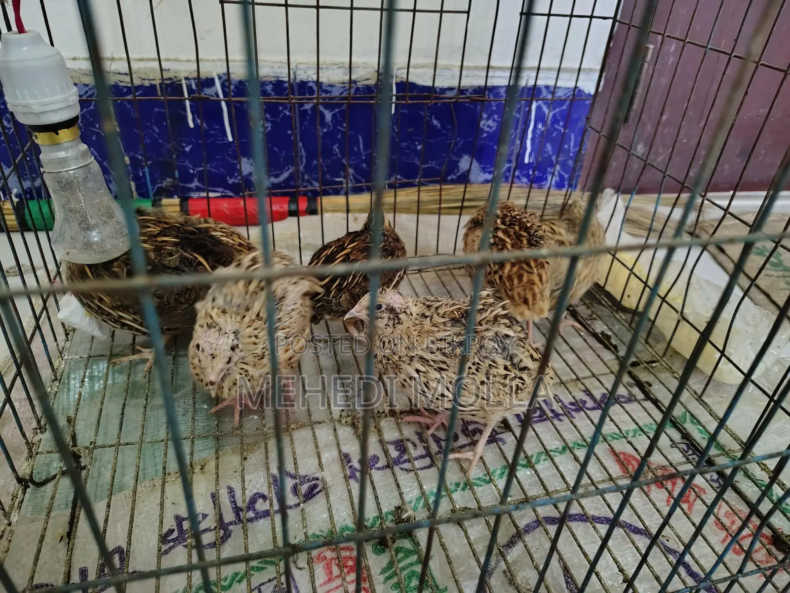 Quail birds with cage.