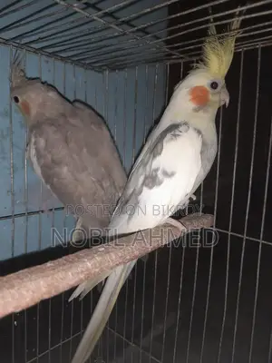 Cockatiel pair with eggs