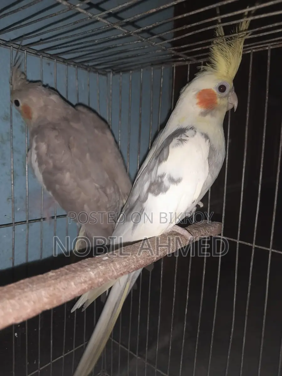 Cockatiel pair with eggs
