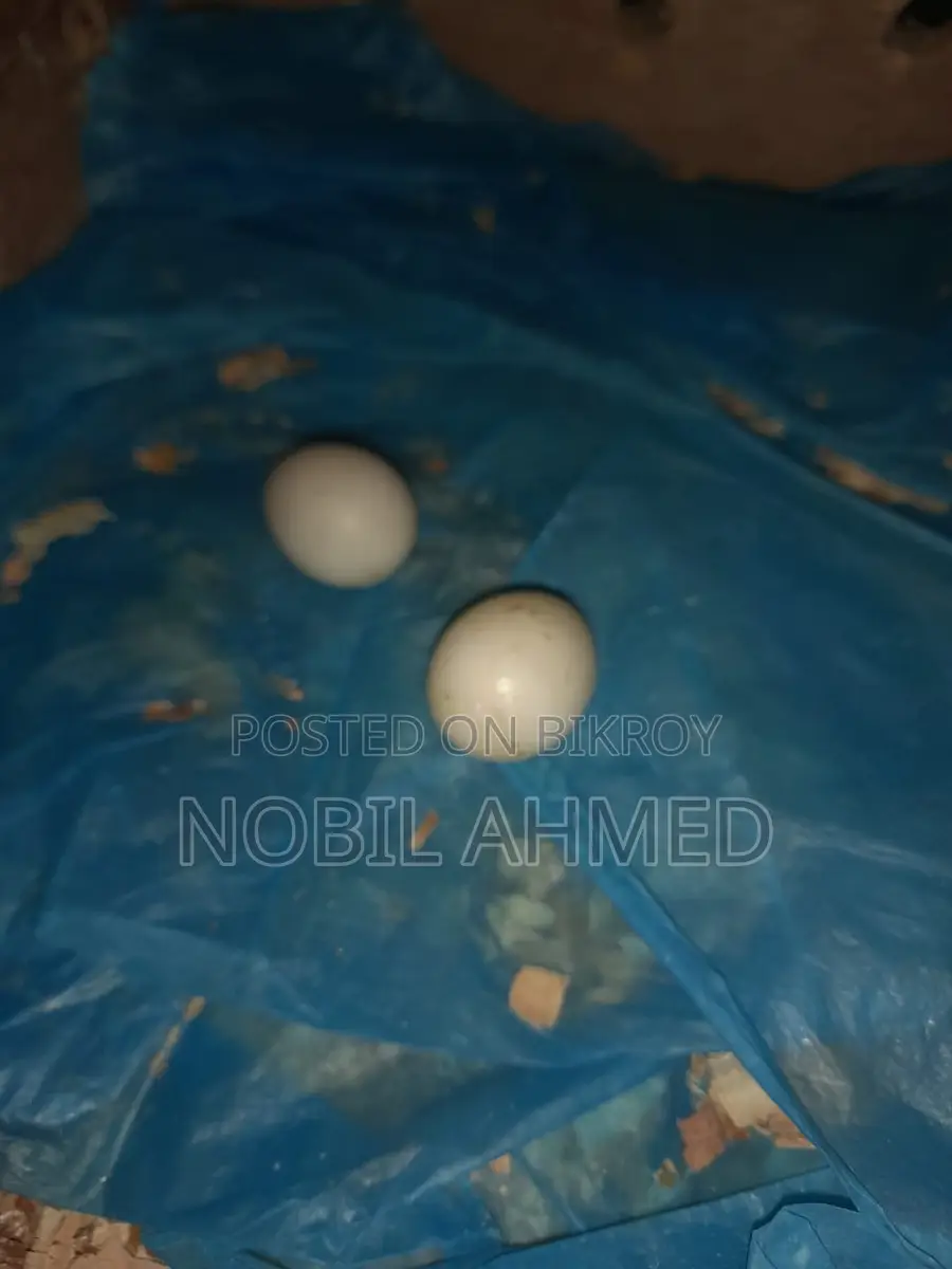 Cockatiel pair with eggs