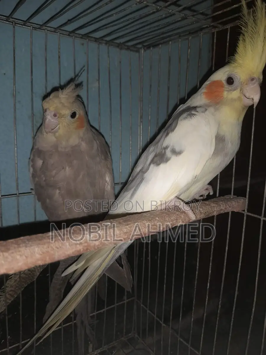 Cockatiel pair with eggs