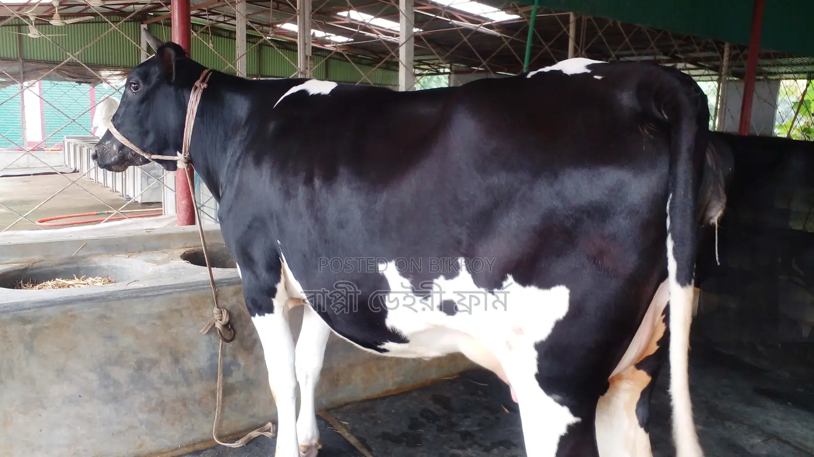 High-Quality Cow (ID: 1072)