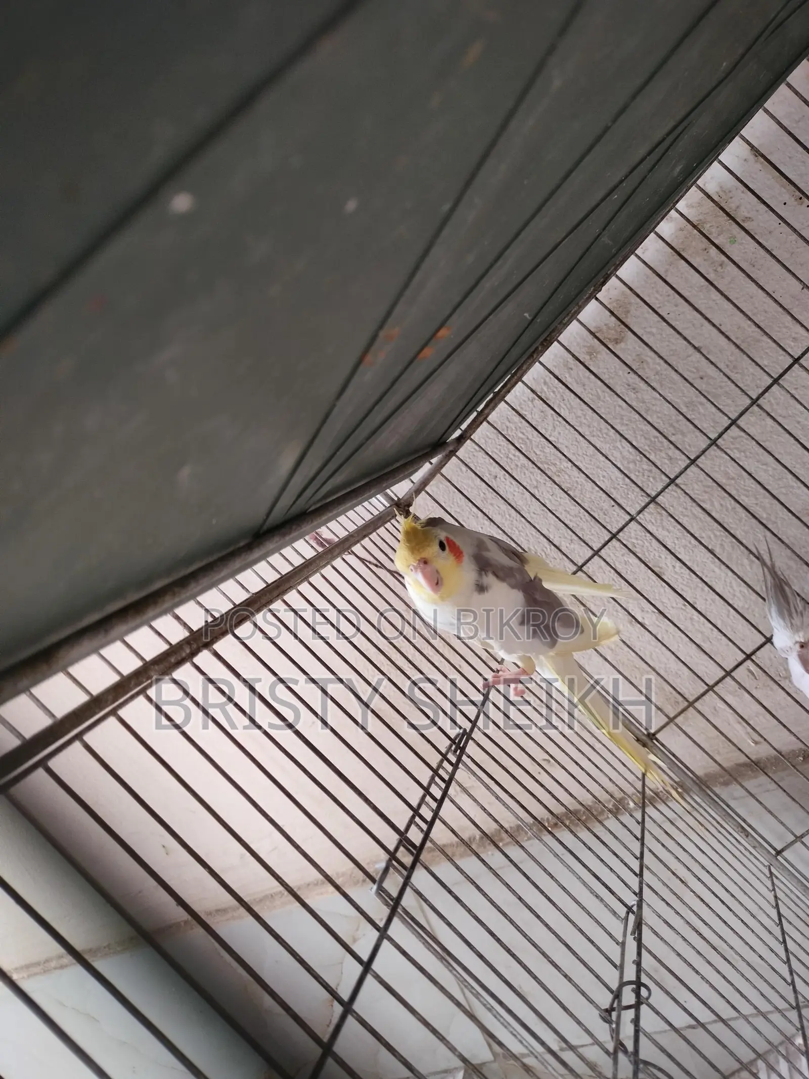 Cockatiel Bird for Sale