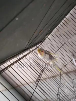 Cockatiel Bird for Sale