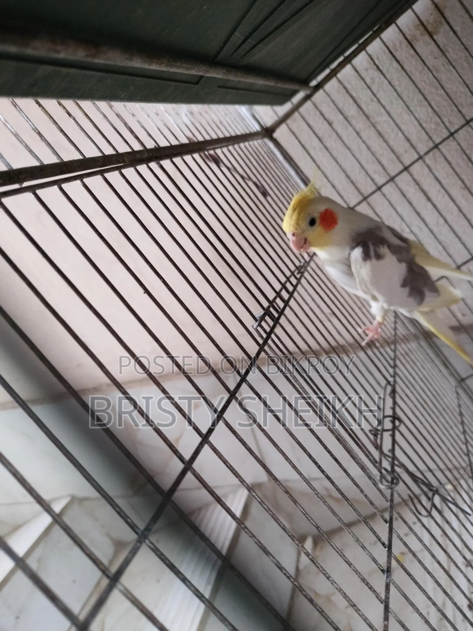 Cockatiel Bird for Sale