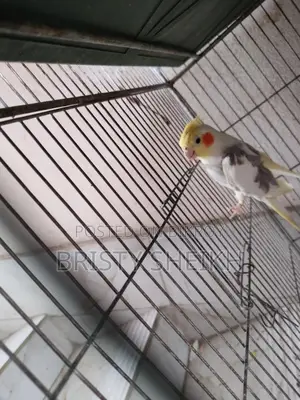 Cockatiel Bird for Sale