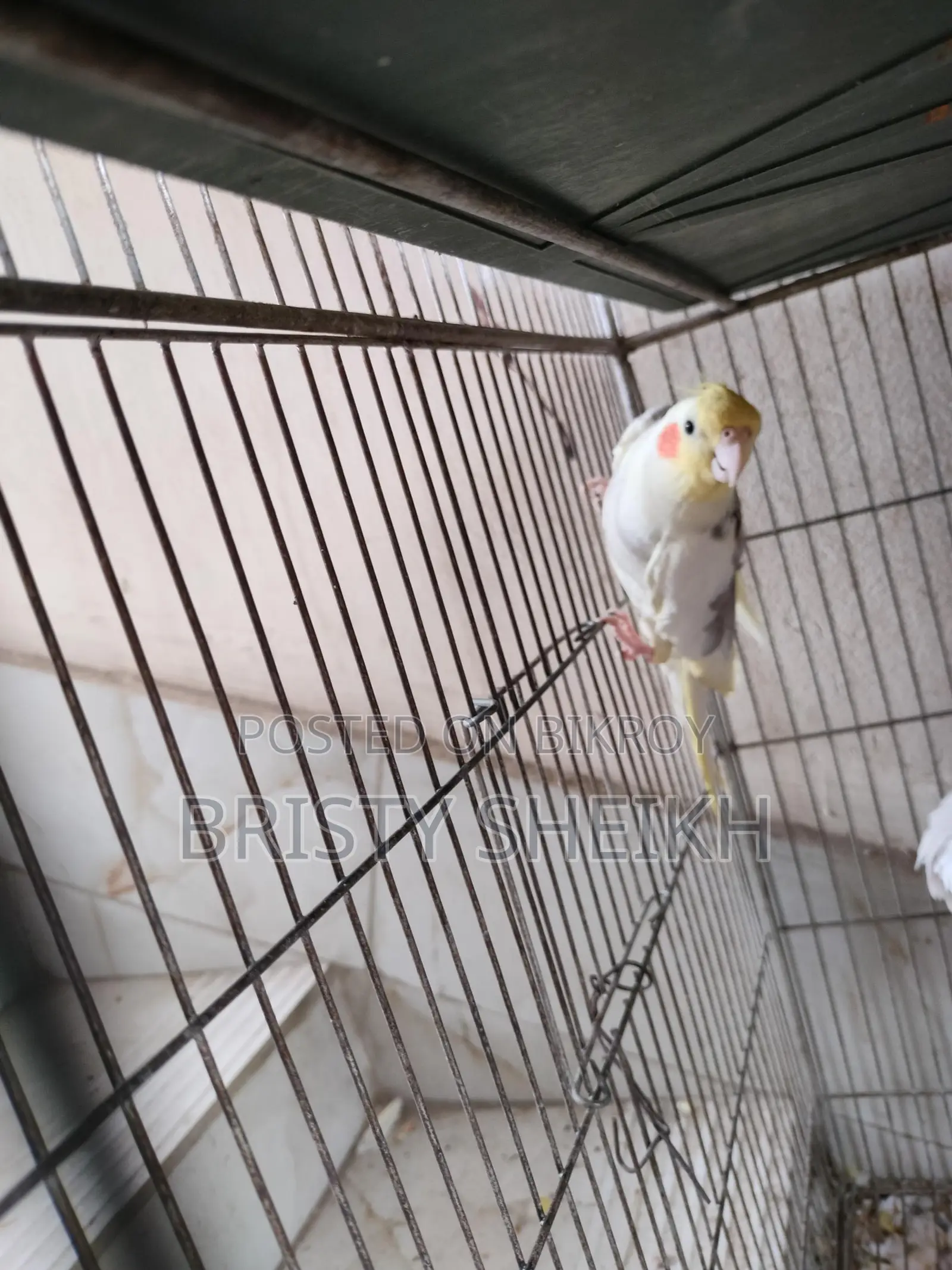 Cockatiel Bird for Sale