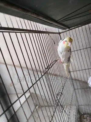 Cockatiel Bird for Sale