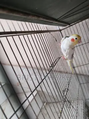 Cockatiel Bird for Sale