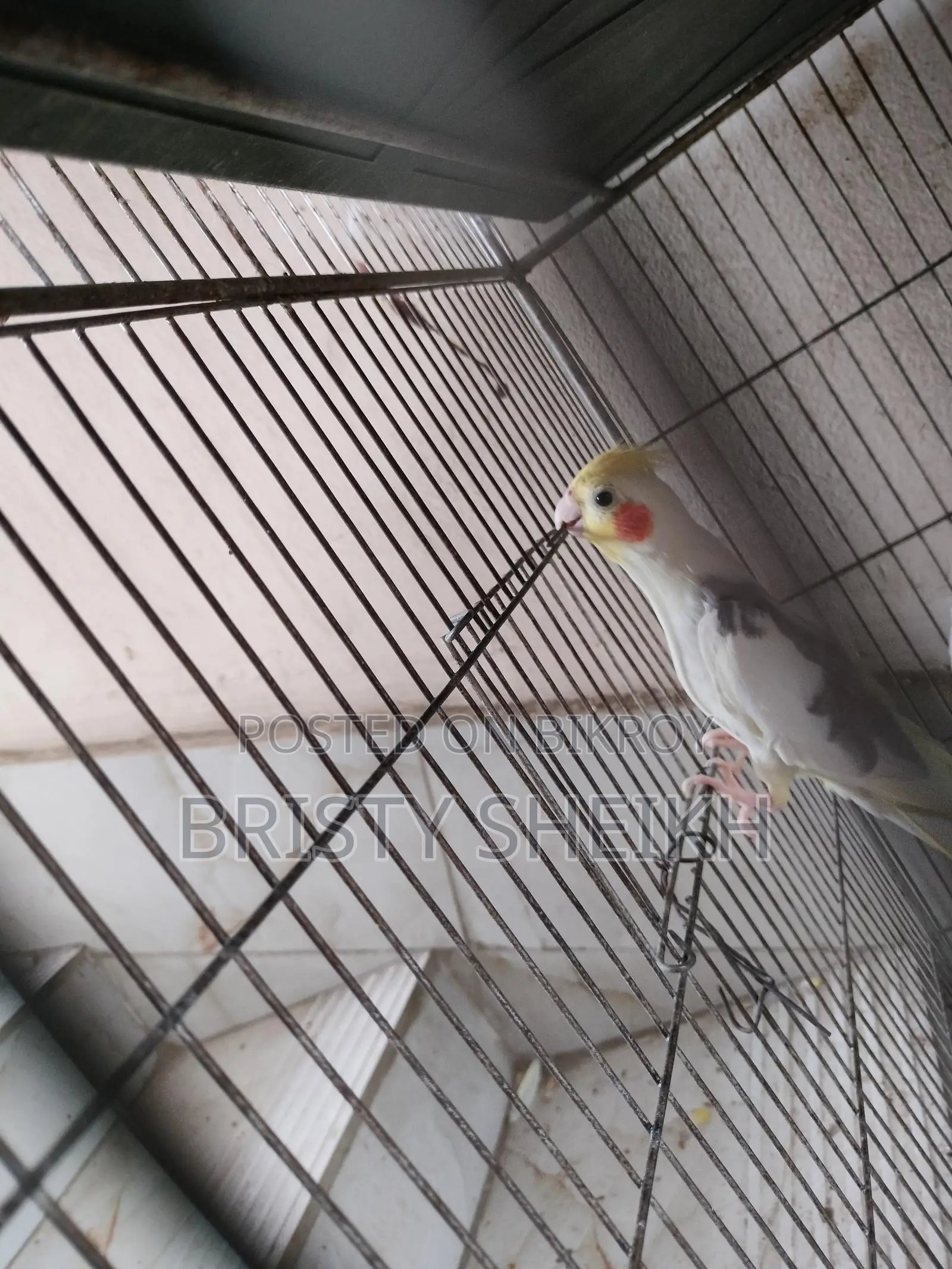 Cockatiel Bird for Sale