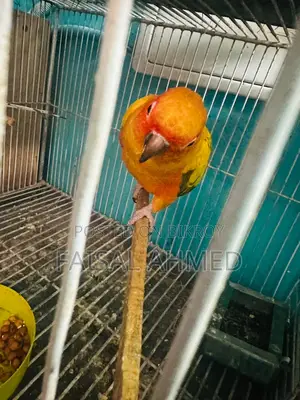 সান কুনুর