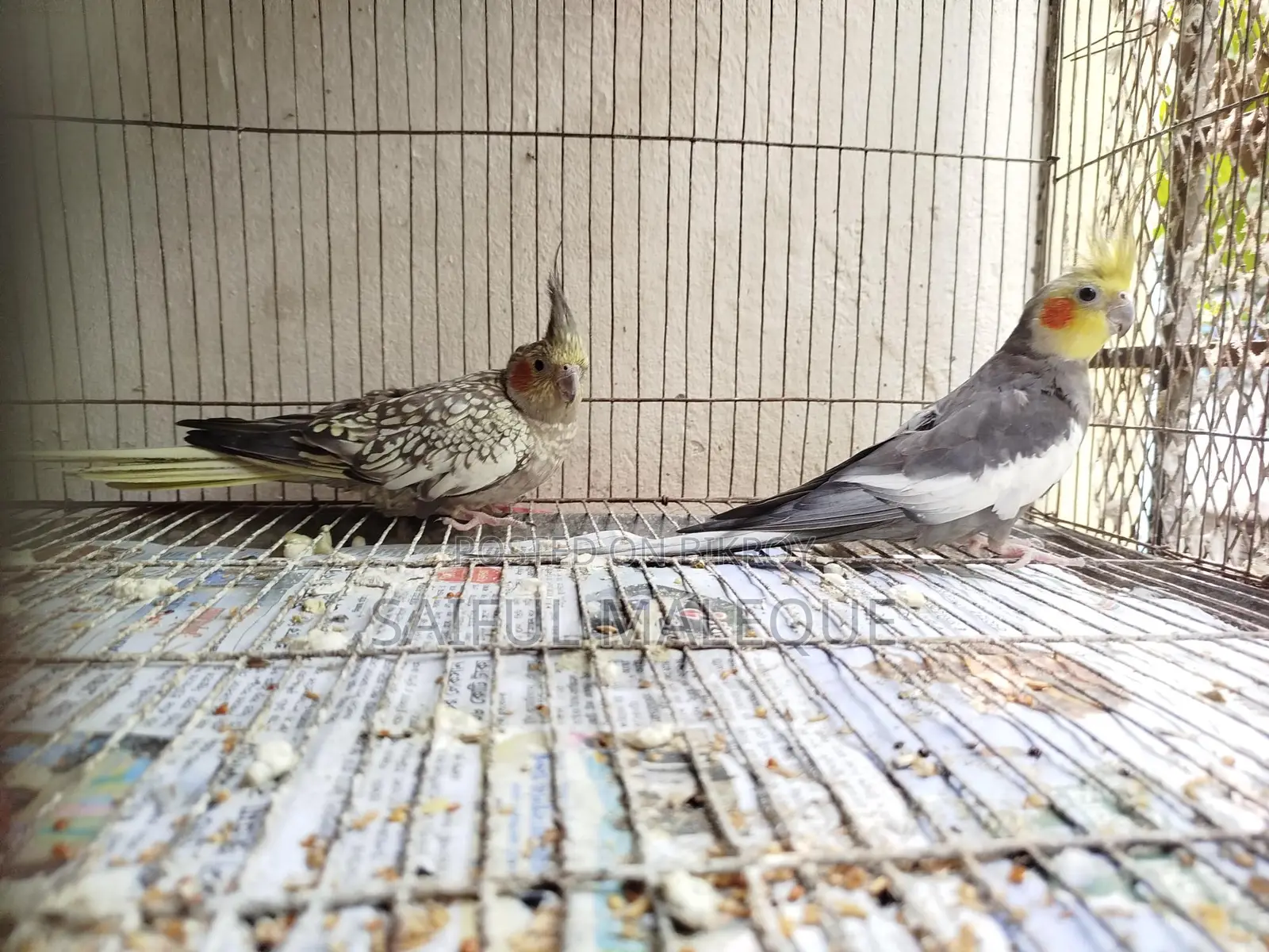 Cockatiel