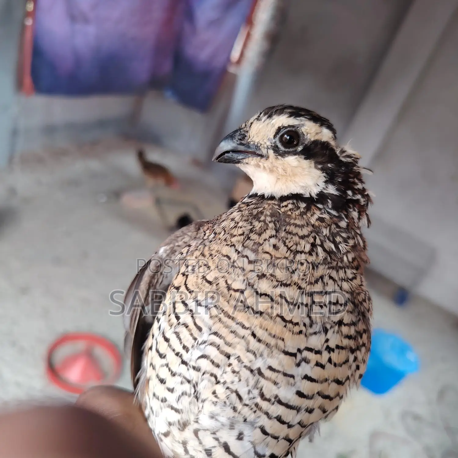 Norden Bobwhite White Quill
