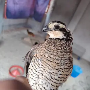 Norden Bobwhite White Quill