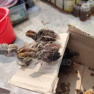 Norden Bobwhite White Quill