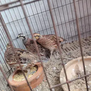 Norden Bobwhite White Quill