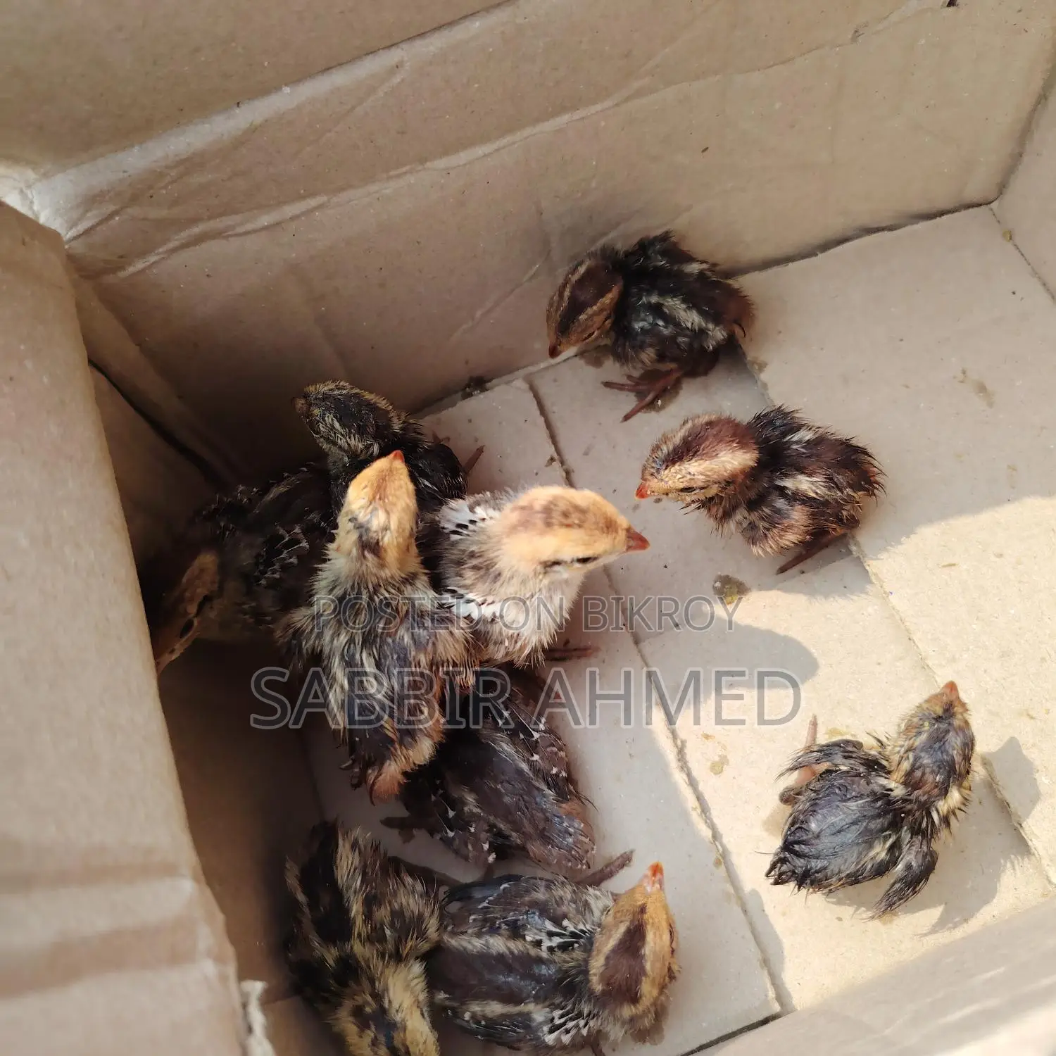 Norden Bobwhite White Quill