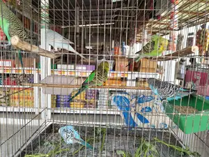 Budgie Birds