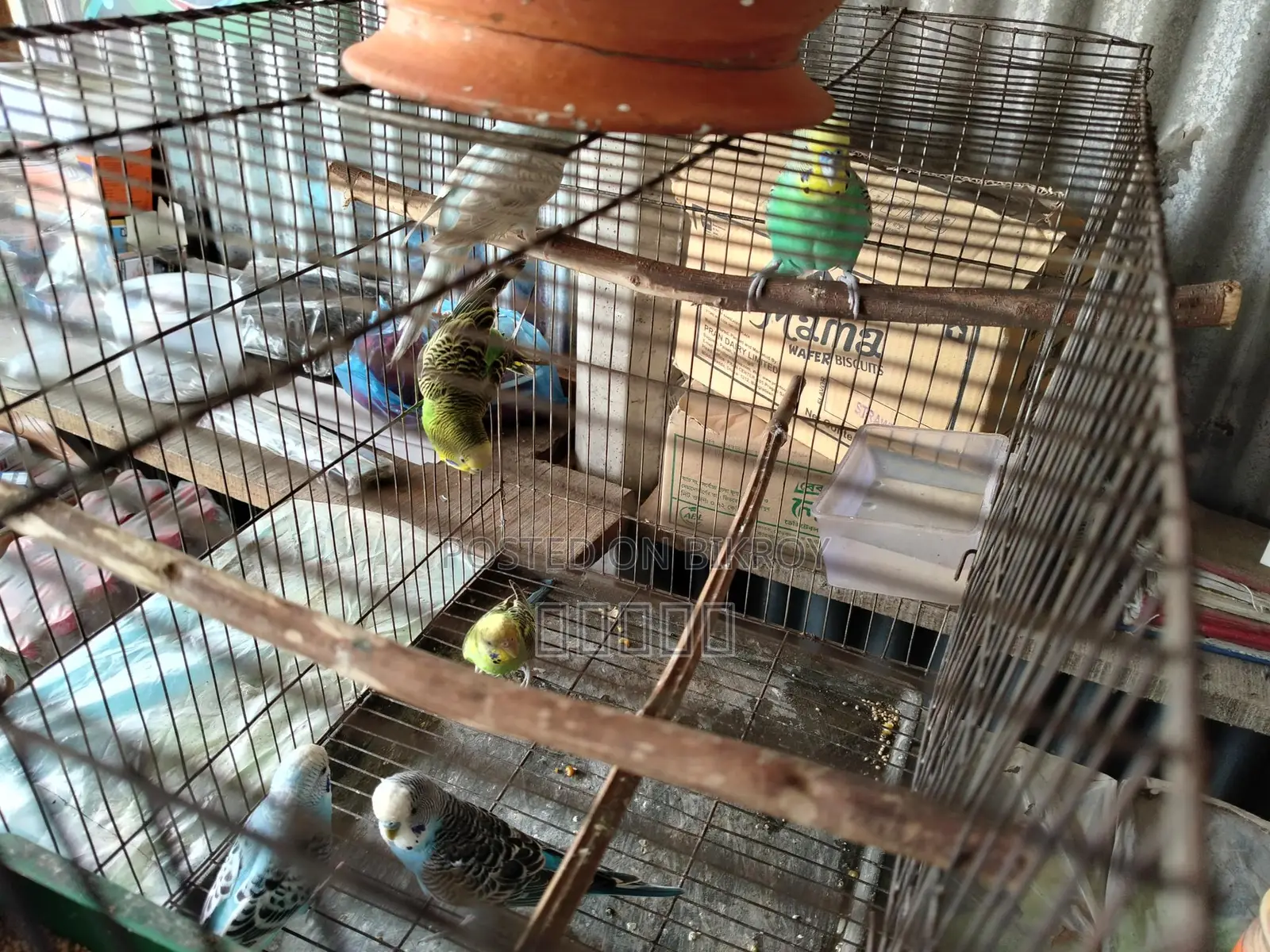 Budgie Birds