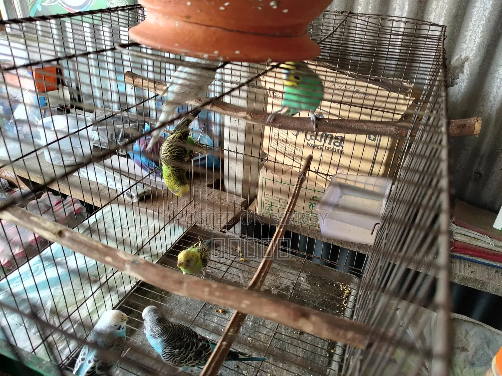 Budgie Birds