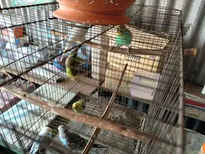 Budgie Birds